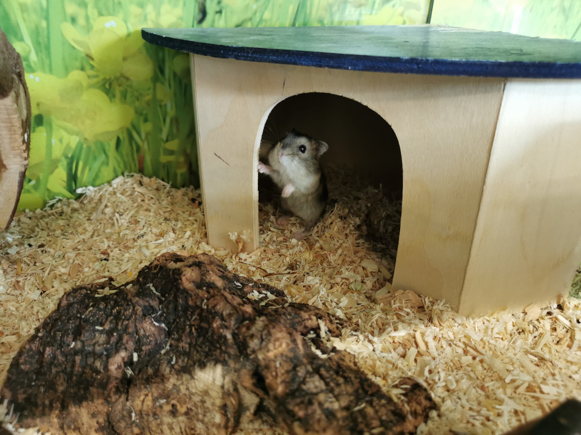 A closer look at Uppermost Hamster Zoos